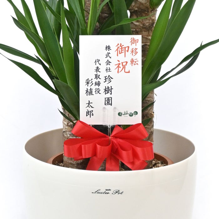 観葉植物 通販 ユッカ 8号鉢 ラスター白鉢カバー付 観葉植物 本物
