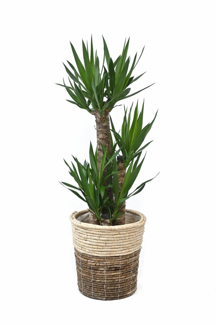 観葉植物 通販 ユッカ 8号鉢 ツートーン鉢カバー付 観葉植物 本物