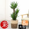 観葉植物 通販 ユッカ 8号鉢 ツートーン鉢カバー付 観葉植物 本物