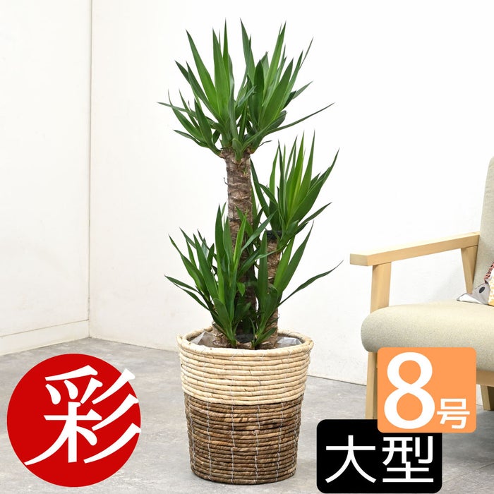 観葉植物 通販 ユッカ 8号鉢 ツートーン鉢カバー付 観葉植物 本物