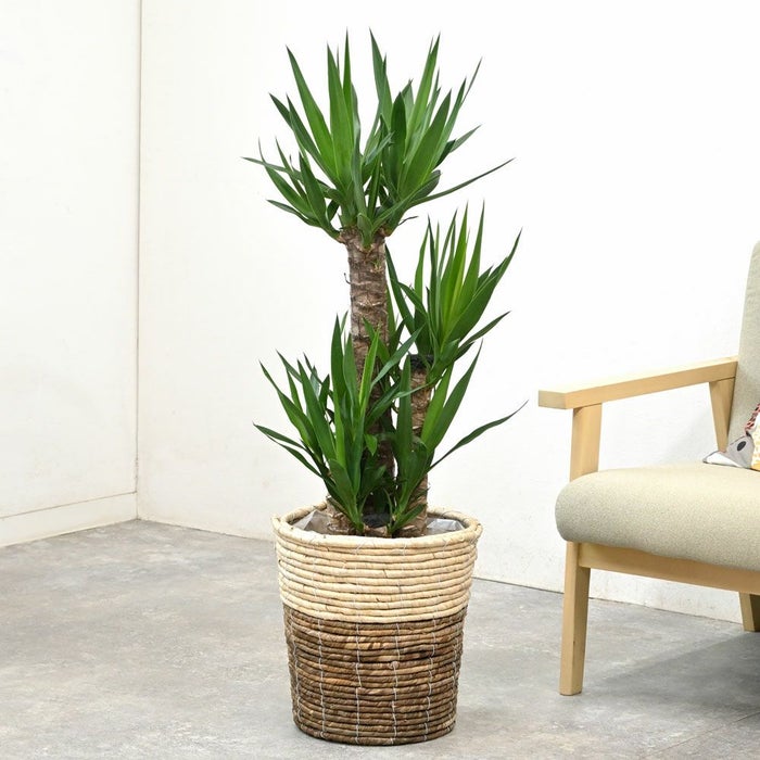 観葉植物 通販 ユッカ 8号鉢 ツートーン鉢カバー付 観葉植物 本物