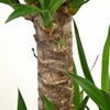 観葉植物 通販 ユッカ 8号鉢 ツートーン鉢カバー付 観葉植物 本物