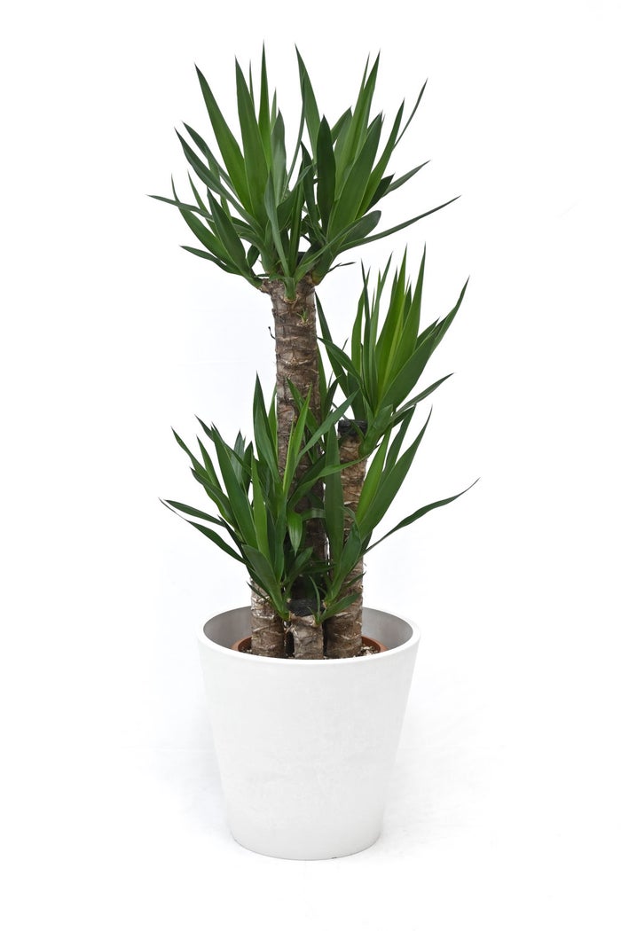 観葉植物 通販 ユッカ 8号鉢 ガルボ鉢カバー付 観葉植物 本物