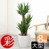 観葉植物 通販 ユッカ 8号鉢 ガルボ鉢カバー付 観葉植物 本物