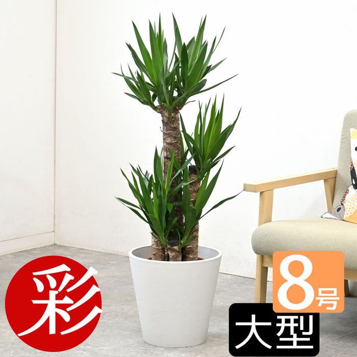 観葉植物 通販 ユッカ 8号鉢 ガルボ鉢カバー付 観葉植物 本物