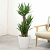 観葉植物 通販 ユッカ 8号鉢 ガルボ鉢カバー付 観葉植物 本物