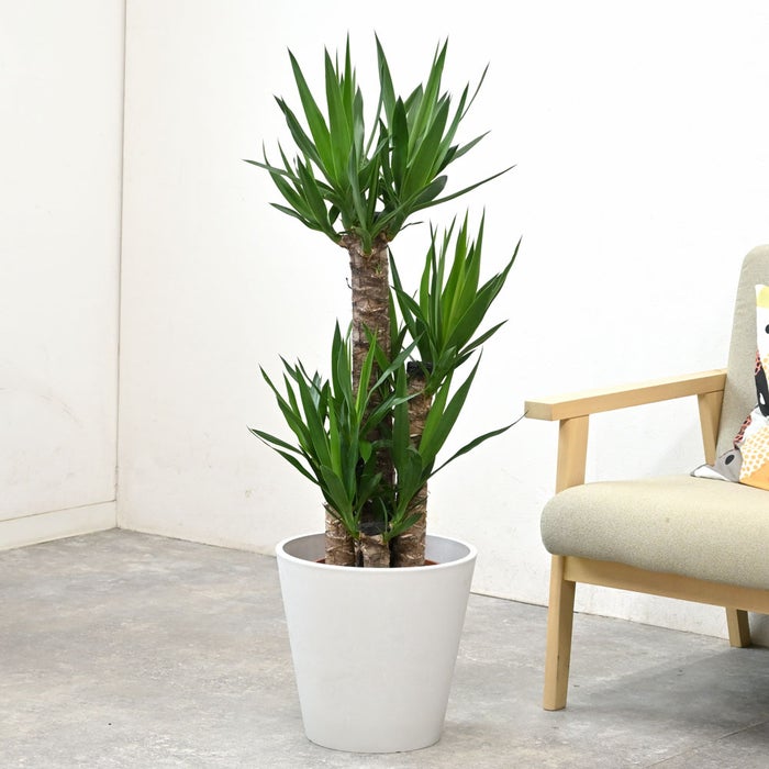 観葉植物 通販 ユッカ 8号鉢 ガルボ鉢カバー付 観葉植物 本物