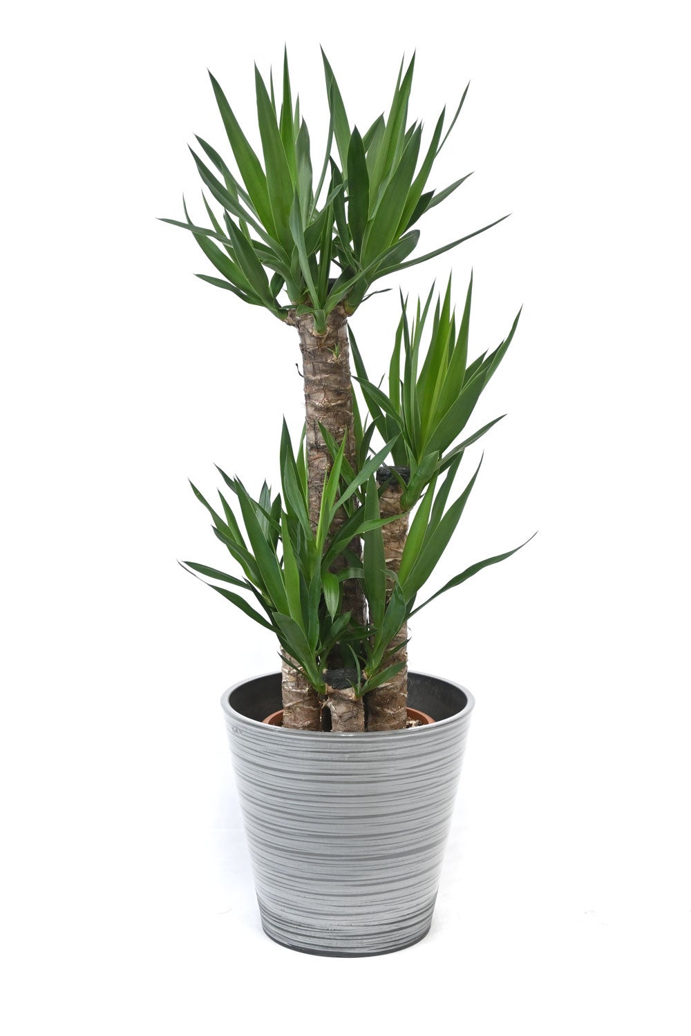 観葉植物 通販 ユッカ 8号鉢 エコフレンドリーポット鉢カバー付 観葉植物 本物