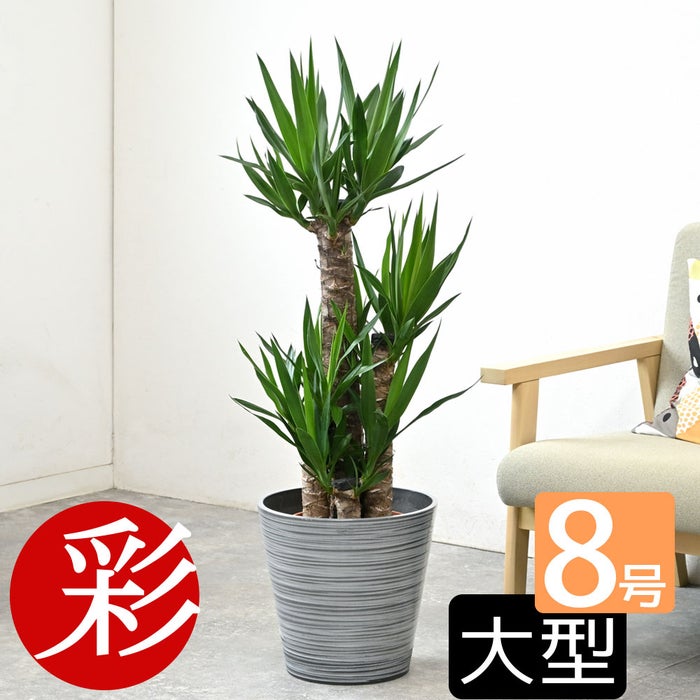 観葉植物 通販 ユッカ 8号鉢 エコフレンドリーポット鉢カバー付 観葉植物 本物