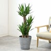 観葉植物 通販 ユッカ 8号鉢 エコフレンドリーポット鉢カバー付 観葉植物 本物
