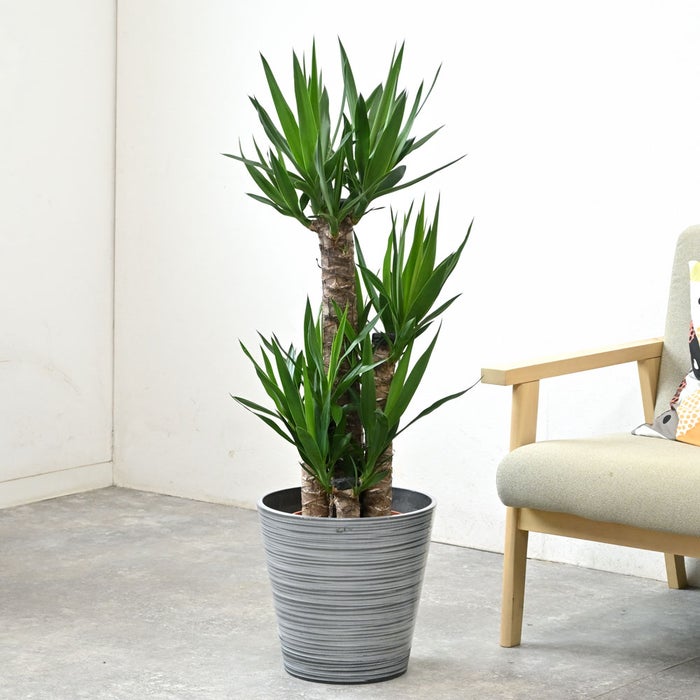 観葉植物 通販 ユッカ 8号鉢 エコフレンドリーポット鉢カバー付 観葉植物 本物