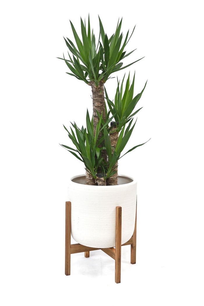 観葉植物 通販 ユッカ 8号鉢 ルーケト鉢カバー付 観葉植物 本物