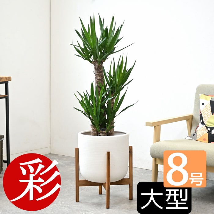 観葉植物 通販 ユッカ 8号鉢 ルーケト鉢カバー付 観葉植物 本物