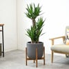 観葉植物 通販 ユッカ 8号鉢 ルーケト鉢カバー付 観葉植物 本物