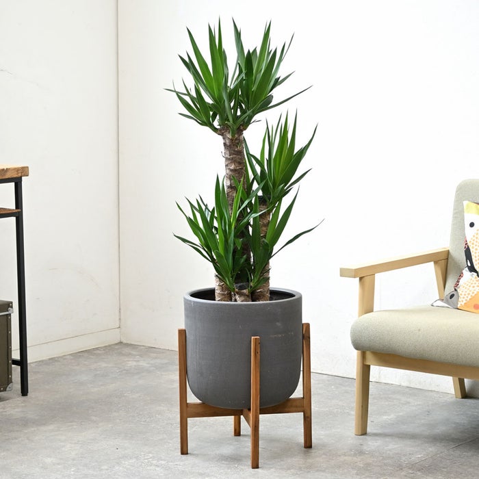 観葉植物 通販 ユッカ 8号鉢 ルーケト鉢カバー付 観葉植物 本物