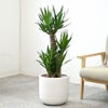 観葉植物 通販 ユッカ 8号鉢 ルーケト鉢カバー付 観葉植物 本物