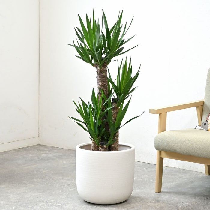 観葉植物 通販 ユッカ 8号鉢 ルーケト鉢カバー付 観葉植物 本物