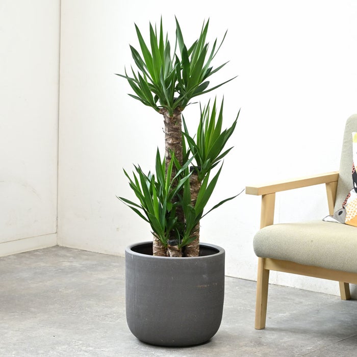 観葉植物 通販 ユッカ 8号鉢 ルーケト鉢カバー付 観葉植物 本物