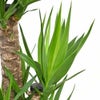観葉植物 通販 ユッカ 8号鉢 ルーケト鉢カバー付 観葉植物 本物