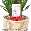 観葉植物 通販 ユッカ 8号鉢 ルーケト鉢カバー付 観葉植物 本物