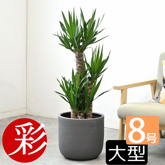 観葉植物 通販 ユッカ 8号鉢 ルーケト鉢カバー付 観葉植物 本物