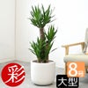 観葉植物 通販 ユッカ 8号鉢 ルーケト鉢カバー付 観葉植物 本物