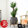 観葉植物 通販 ユッカ 8号鉢 ルーケト鉢カバー付 観葉植物 本物