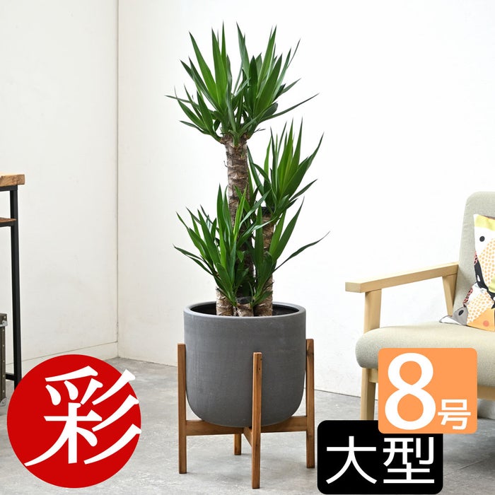 観葉植物 通販 ユッカ 8号鉢 ルーケト鉢カバー付 観葉植物 本物