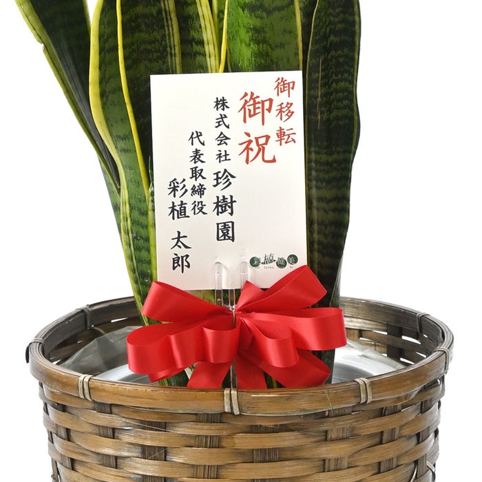 観葉植物 通販 サンスベリア・ローレンティー 8号鉢 キャラメルブラウン鉢カバー付 観葉植物 本物