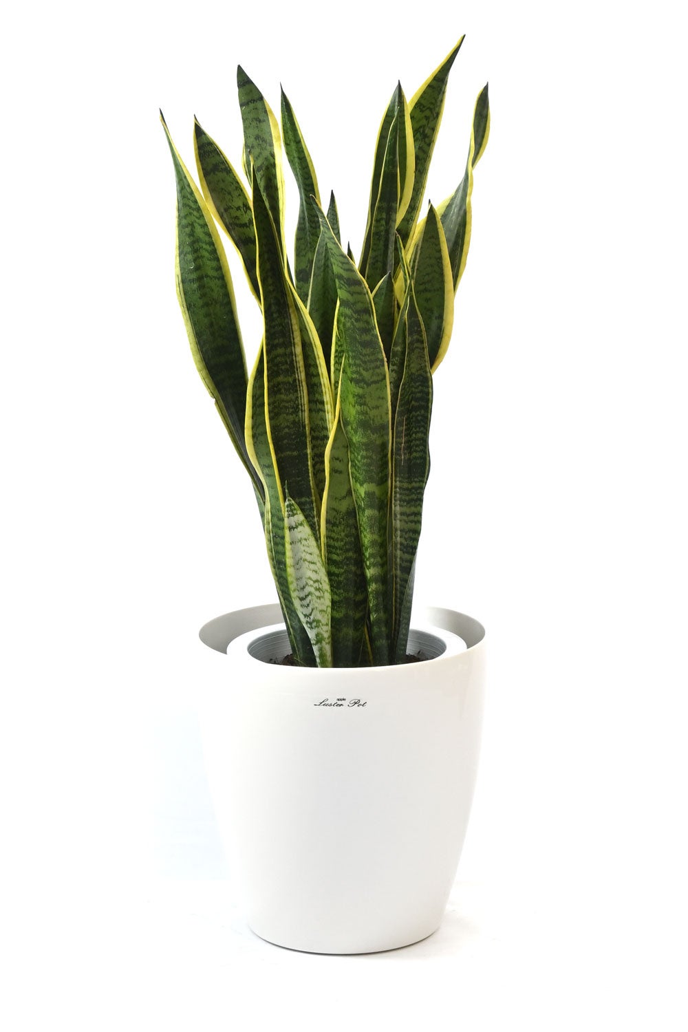 観葉植物 通販 サンスベリア・ローレンティー 8号鉢 ラスター白鉢カバー付 観葉植物 本物