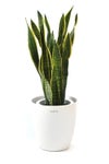 観葉植物 通販 サンスベリア・ローレンティー 8号鉢 ラスター白鉢カバー付 観葉植物 本物