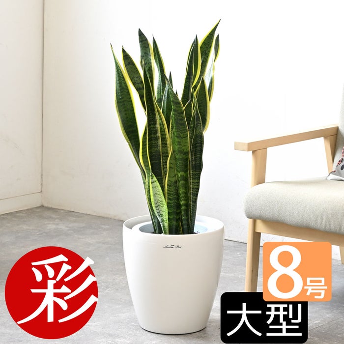 観葉植物 通販 サンスベリア・ローレンティー 8号鉢 ラスター白鉢カバー付 観葉植物 本物