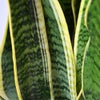 観葉植物 通販 サンスベリア・ローレンティー 8号鉢 ラスター白鉢カバー付 観葉植物 本物
