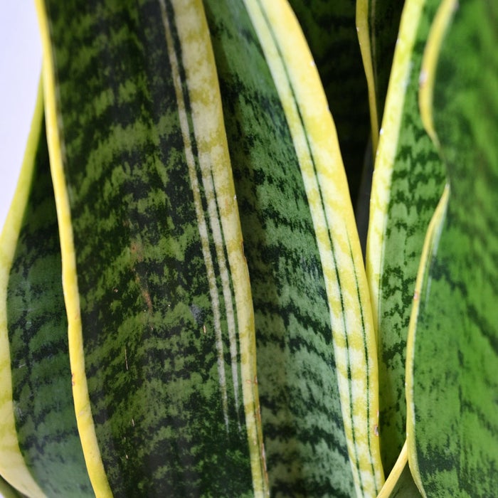 観葉植物 通販 サンスベリア・ローレンティー 8号鉢 ラスター白鉢カバー付 観葉植物 本物