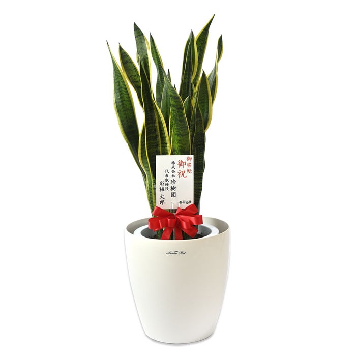 観葉植物 通販 サンスベリア・ローレンティー 8号鉢 ラスター白鉢カバー付 観葉植物 本物