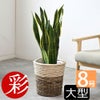 観葉植物 通販 サンスベリア・ローレンティー 8号鉢 ツートーン鉢カバー付 観葉植物 本物