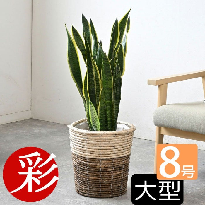 観葉植物 通販 サンスベリア・ローレンティー 8号鉢 ツートーン鉢カバー付 観葉植物 本物