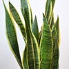 観葉植物 通販 サンスベリア・ローレンティー 8号鉢 ツートーン鉢カバー付 観葉植物 本物