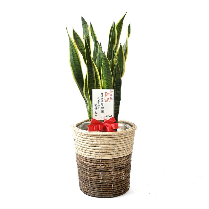 観葉植物 通販 サンスベリア・ローレンティー 8号鉢 ツートーン鉢カバー付 観葉植物 本物