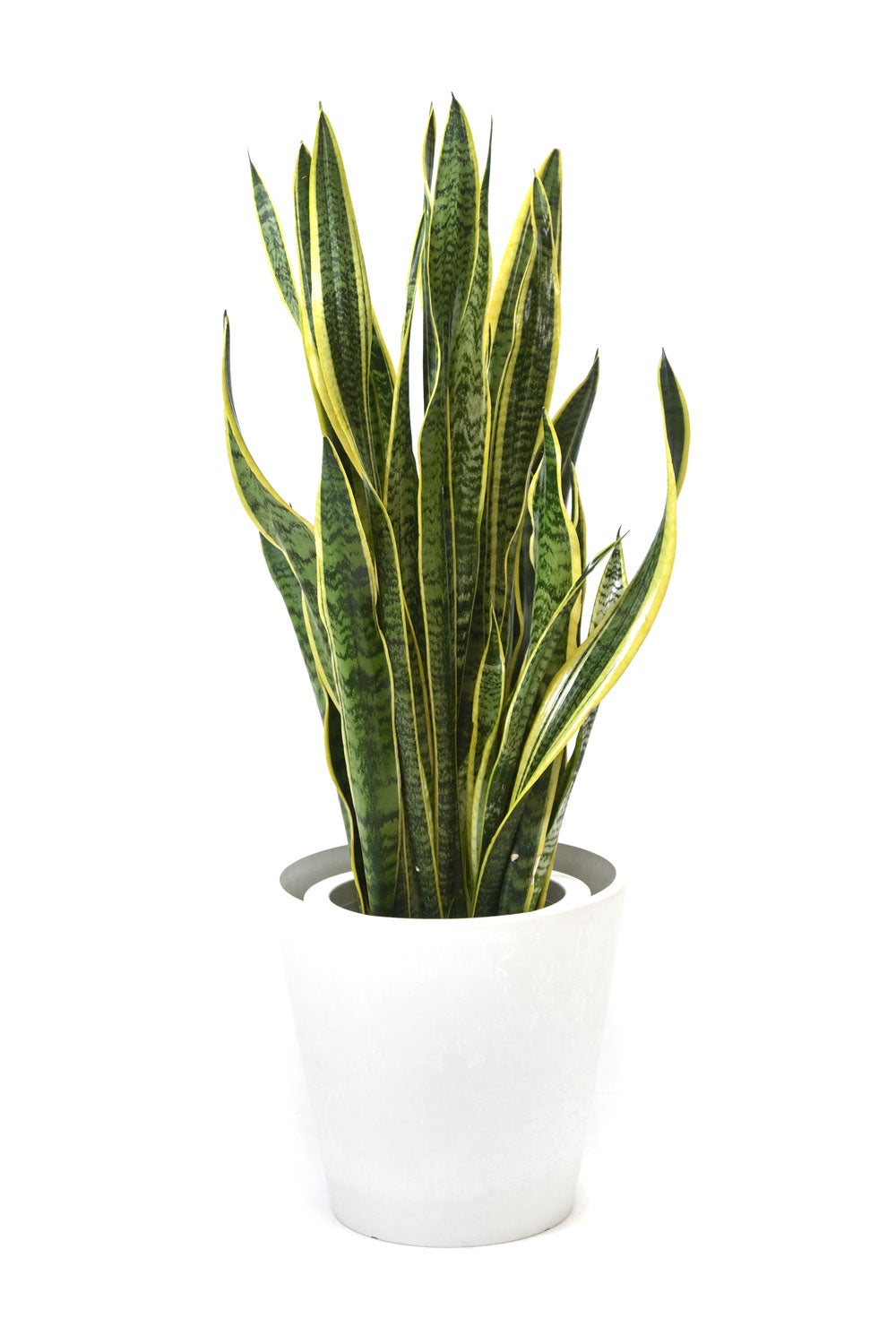 観葉植物 通販 サンスベリア・ローレンティー 8号鉢 ガルボ鉢カバー付 観葉植物 本物
