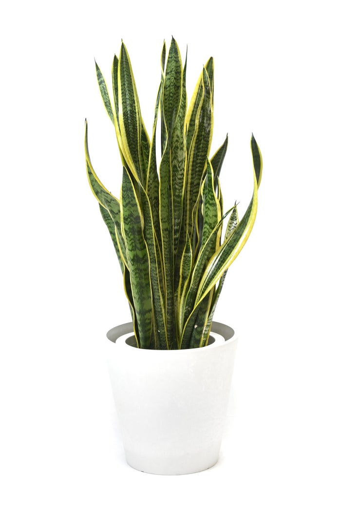 観葉植物 通販 サンスベリア・ローレンティー 8号鉢 ガルボ鉢カバー付 観葉植物 本物