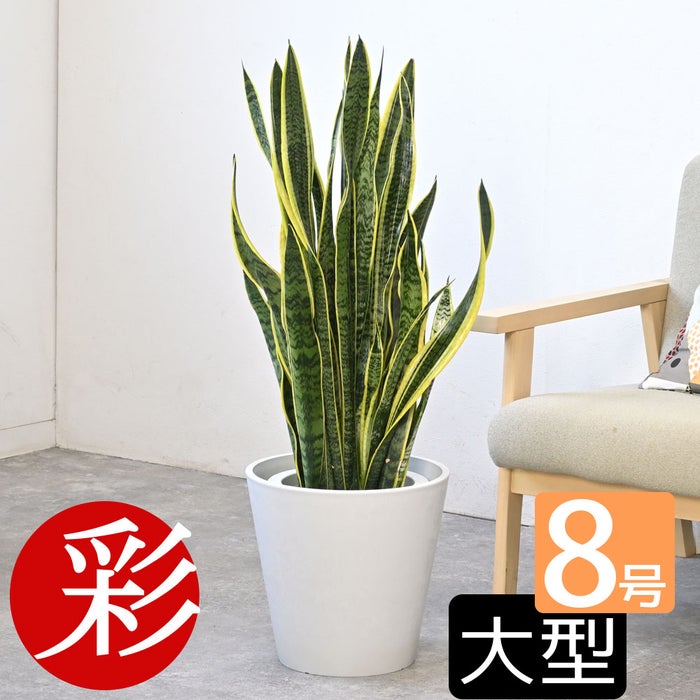 観葉植物 通販 サンスベリア・ローレンティー 8号鉢 ガルボ鉢カバー付 観葉植物 本物