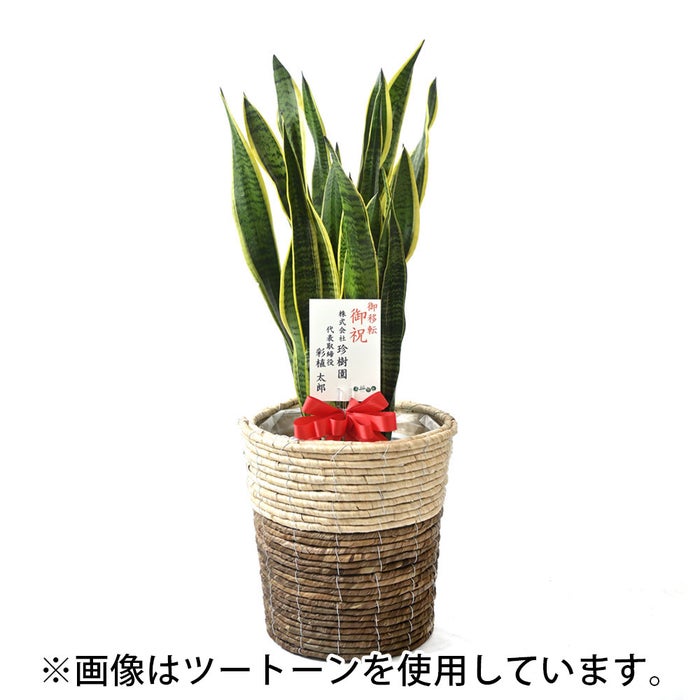 観葉植物 通販 サンスベリア・ローレンティー 8号鉢 ガルボ鉢カバー付 観葉植物 本物