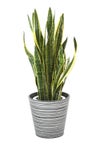 観葉植物 通販 サンスベリア・ローレンティー 8号鉢 エコフレンドリーポット鉢カバー付 観葉植物 本物
