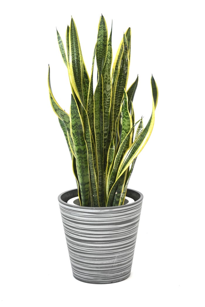 観葉植物 通販 サンスベリア・ローレンティー 8号鉢 エコフレンドリーポット鉢カバー付 観葉植物 本物