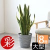 観葉植物 通販 サンスベリア・ローレンティー 8号鉢 エコフレンドリーポット鉢カバー付 観葉植物 本物
