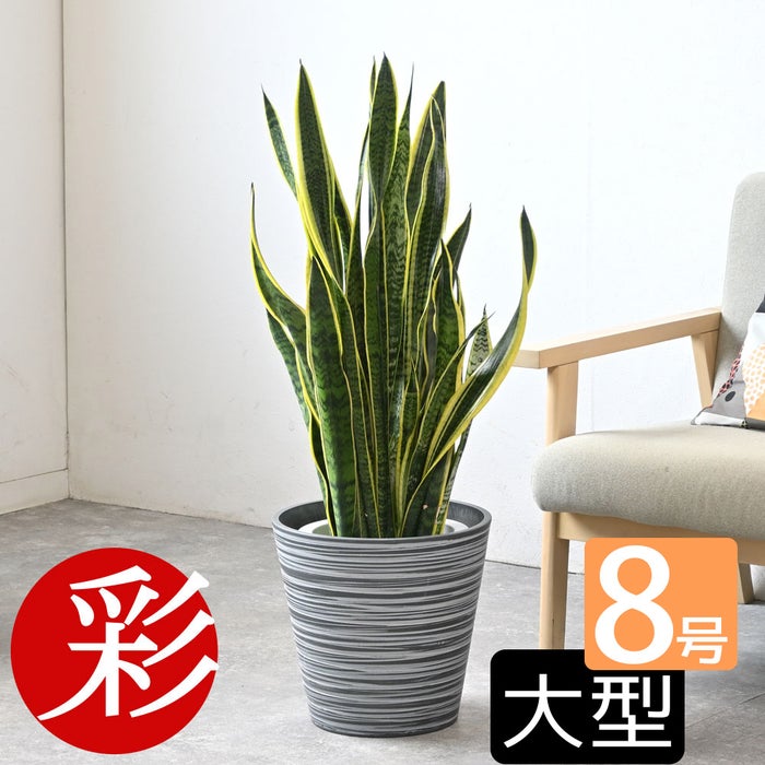 観葉植物 通販 サンスベリア・ローレンティー 8号鉢 エコフレンドリーポット鉢カバー付 観葉植物 本物