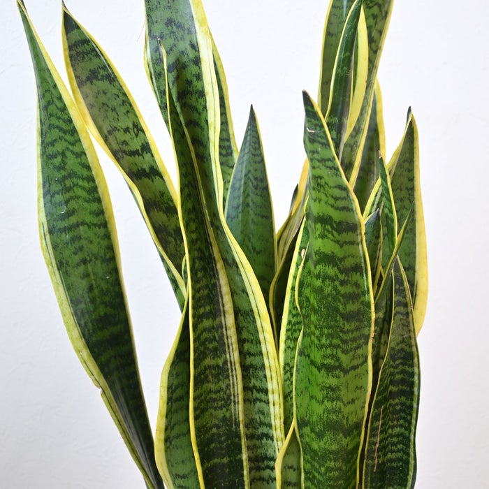 観葉植物 通販 サンスベリア・ローレンティー 8号鉢 エコフレンドリーポット鉢カバー付 観葉植物 本物