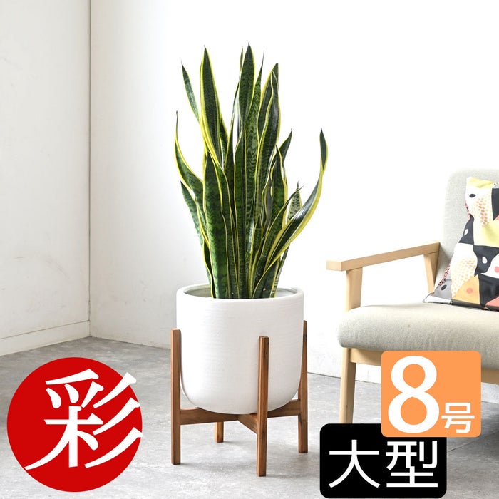 観葉植物 通販 サンスベリア・ローレンティー 8号鉢 ルーケト鉢カバー付 観葉植物 本物