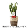 観葉植物 通販 サンスベリア・ローレンティー 8号鉢 ルーケト鉢カバー付 観葉植物 本物